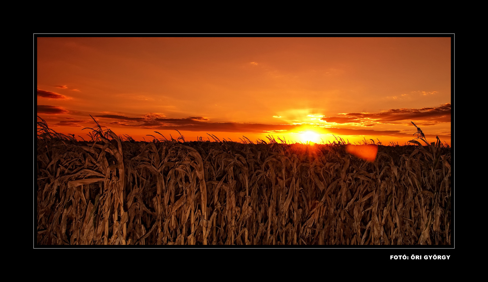 Kukorica naplementében