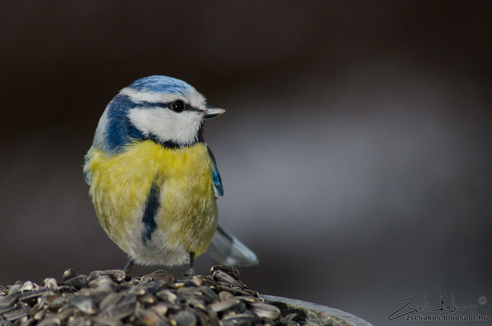 Blue Tit