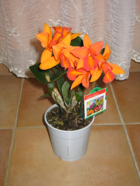 Cattleya,2011 kiállítás