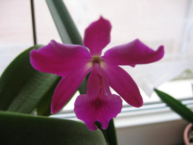 L.cattleya hibrid