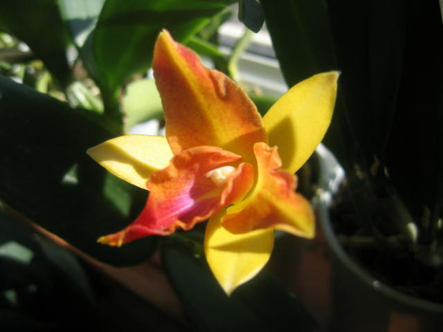 Cattleya