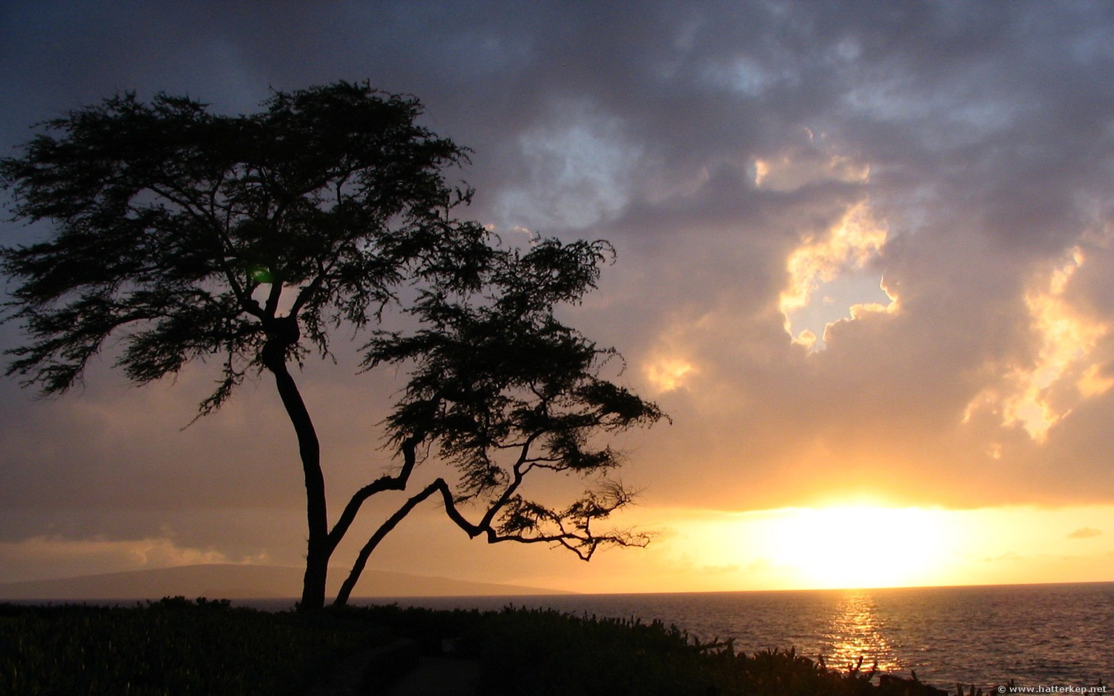 treeatwailea