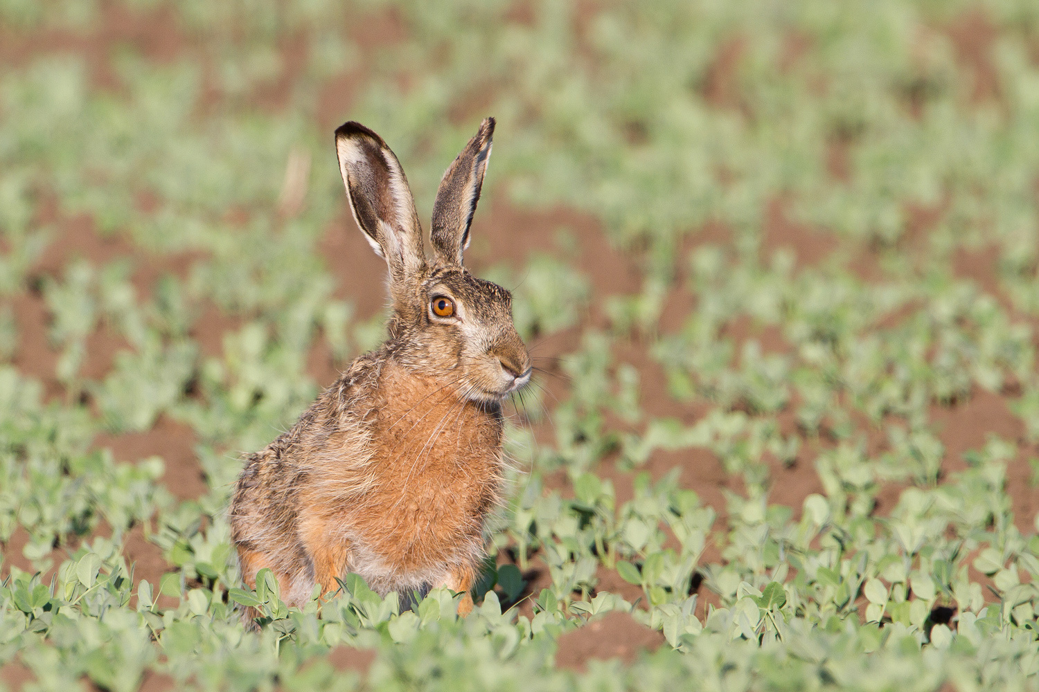 Lepus europaeus - Mezei nyúl