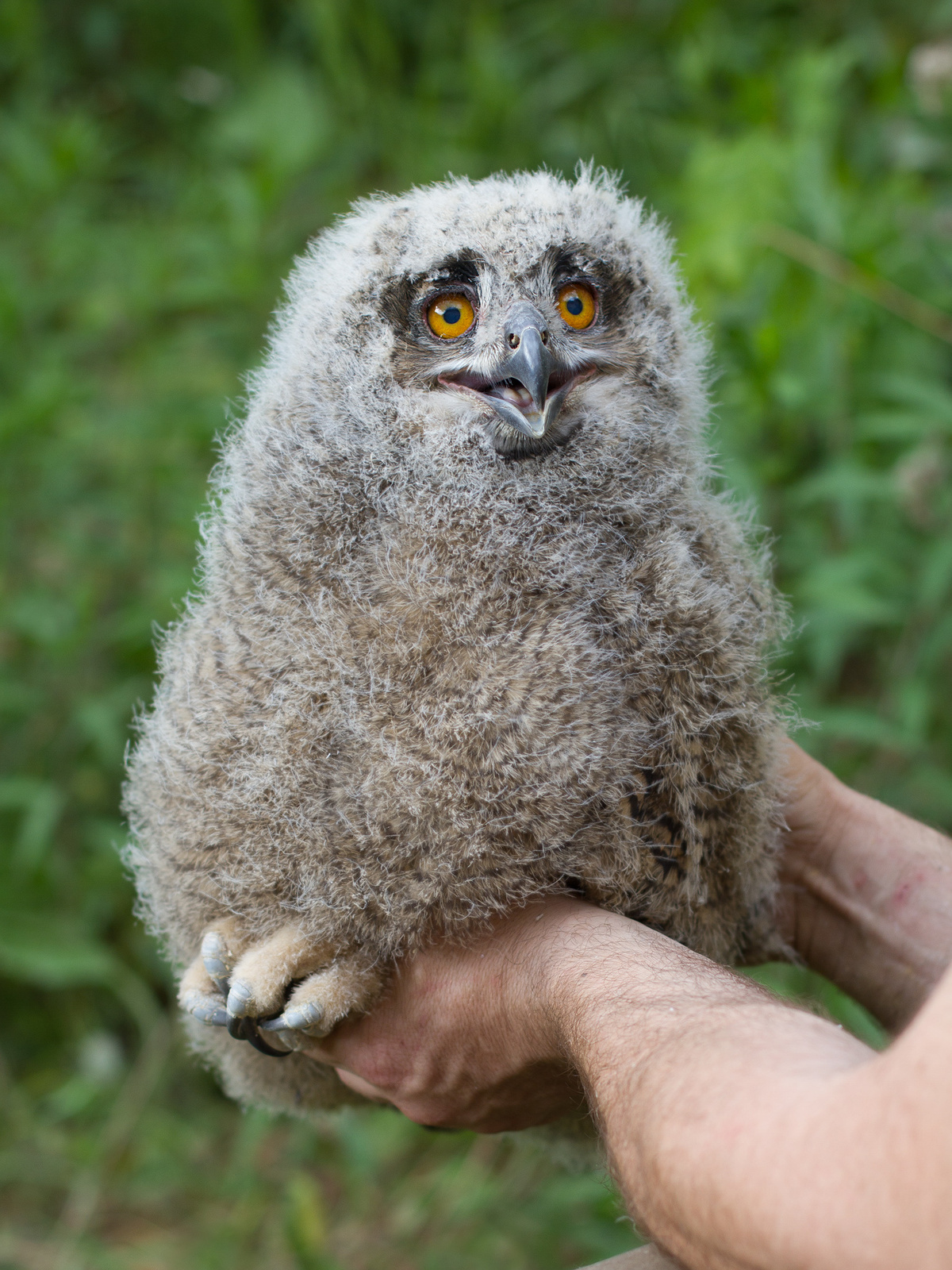 Nagy fülesbagoly - uhu fióka (Bubo bubo)