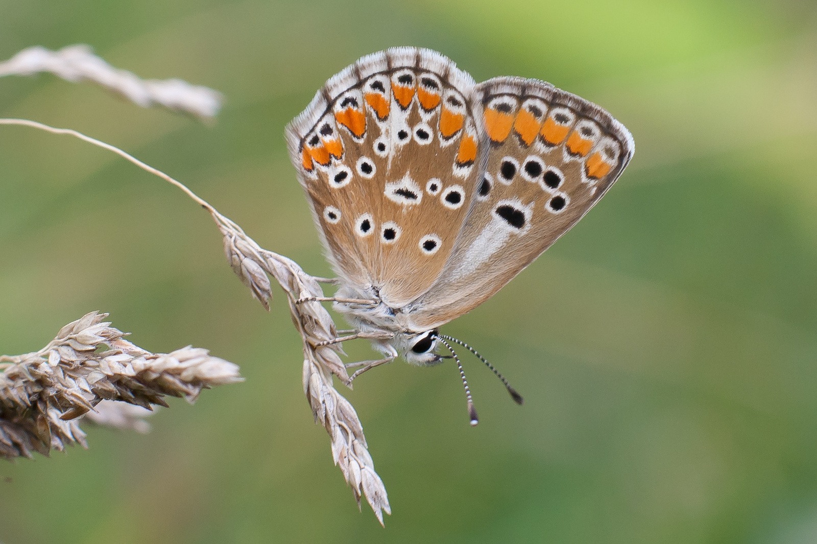 szalagos szerecsenboglárka - Aricia agestis