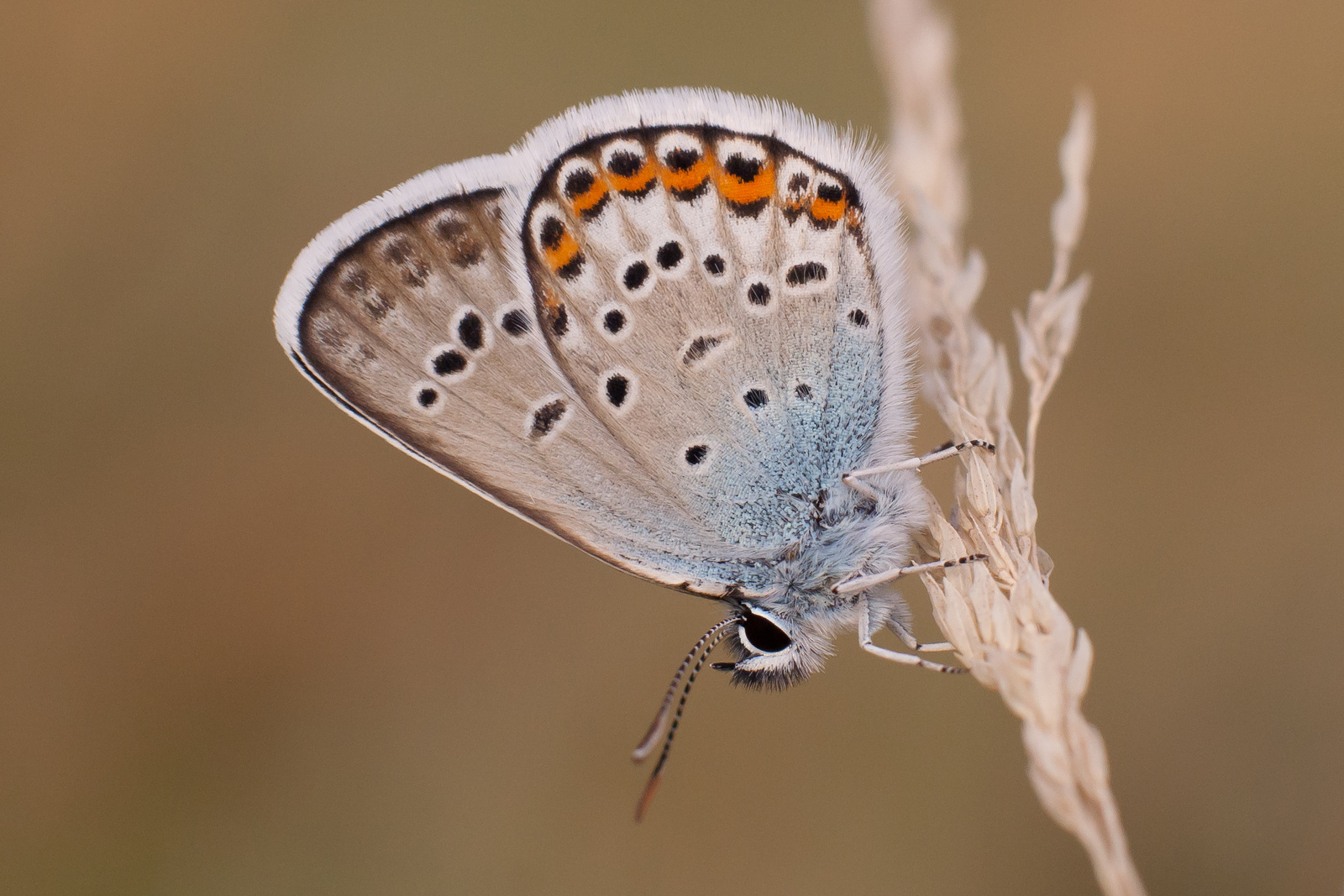 ezüstös boglárka - Plebejus argus