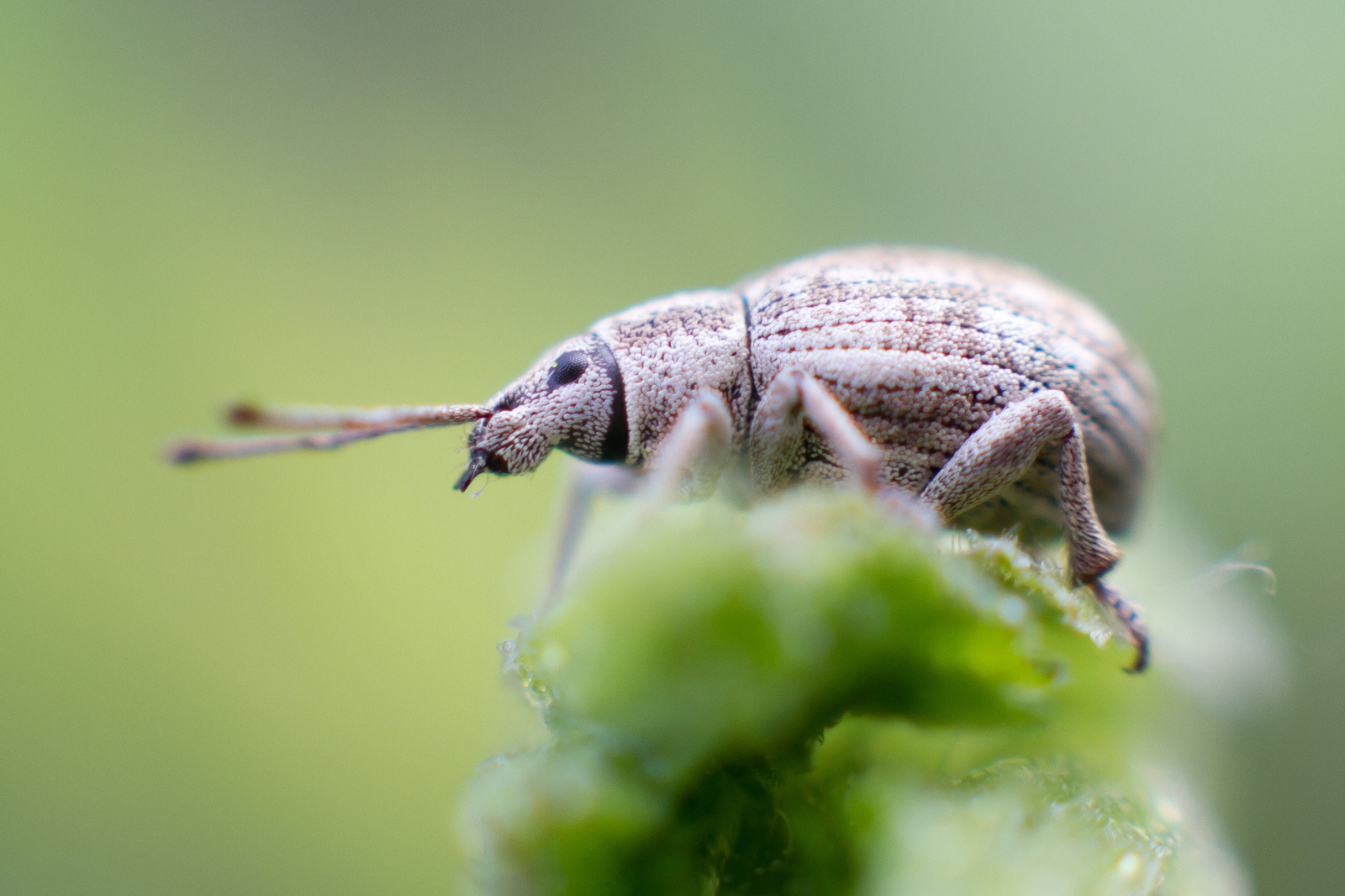 nagy kendermagbogár - Peritelus familiaris