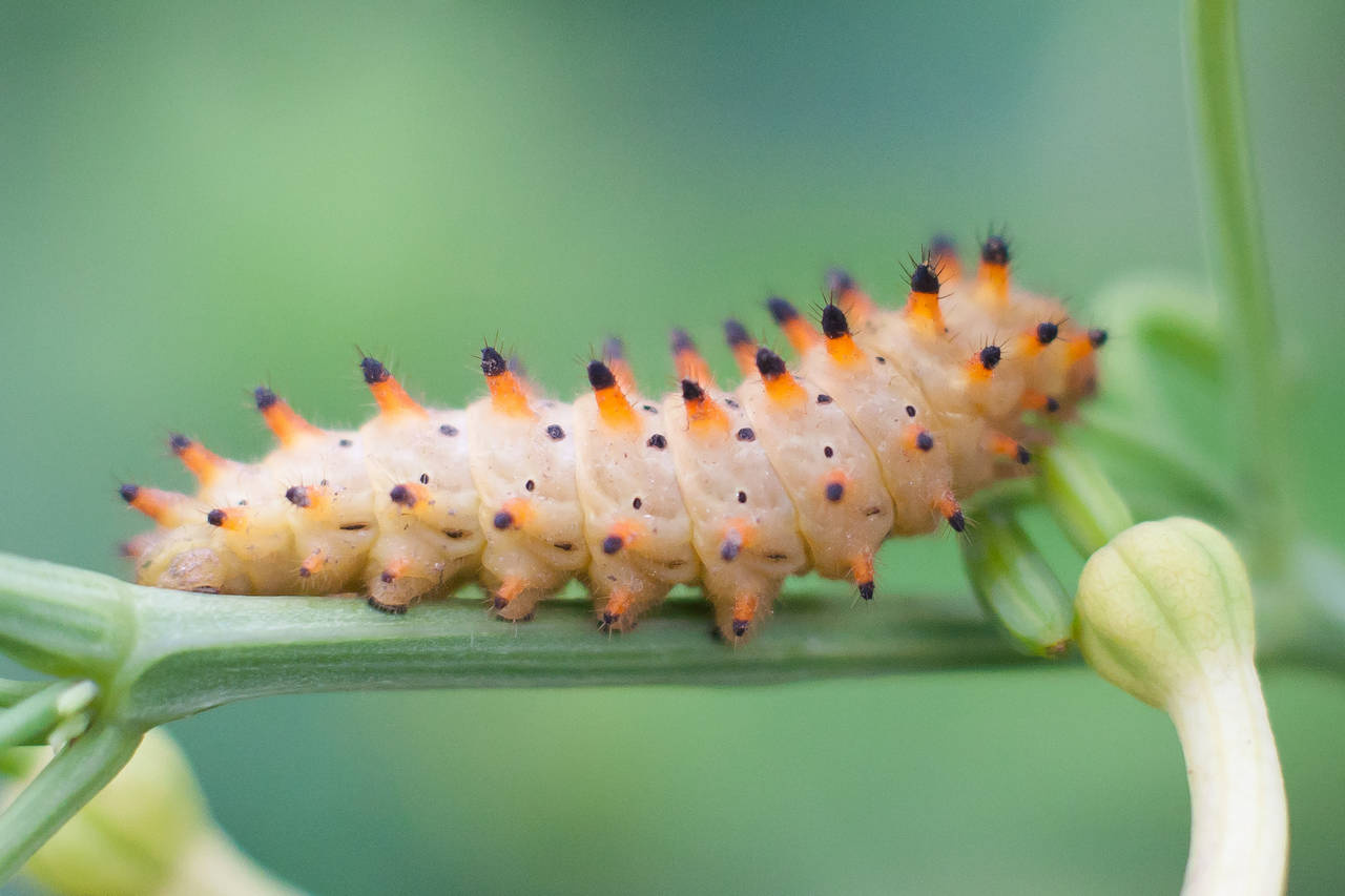 farkasalmalepke - Zerynthia polyxena hernyó