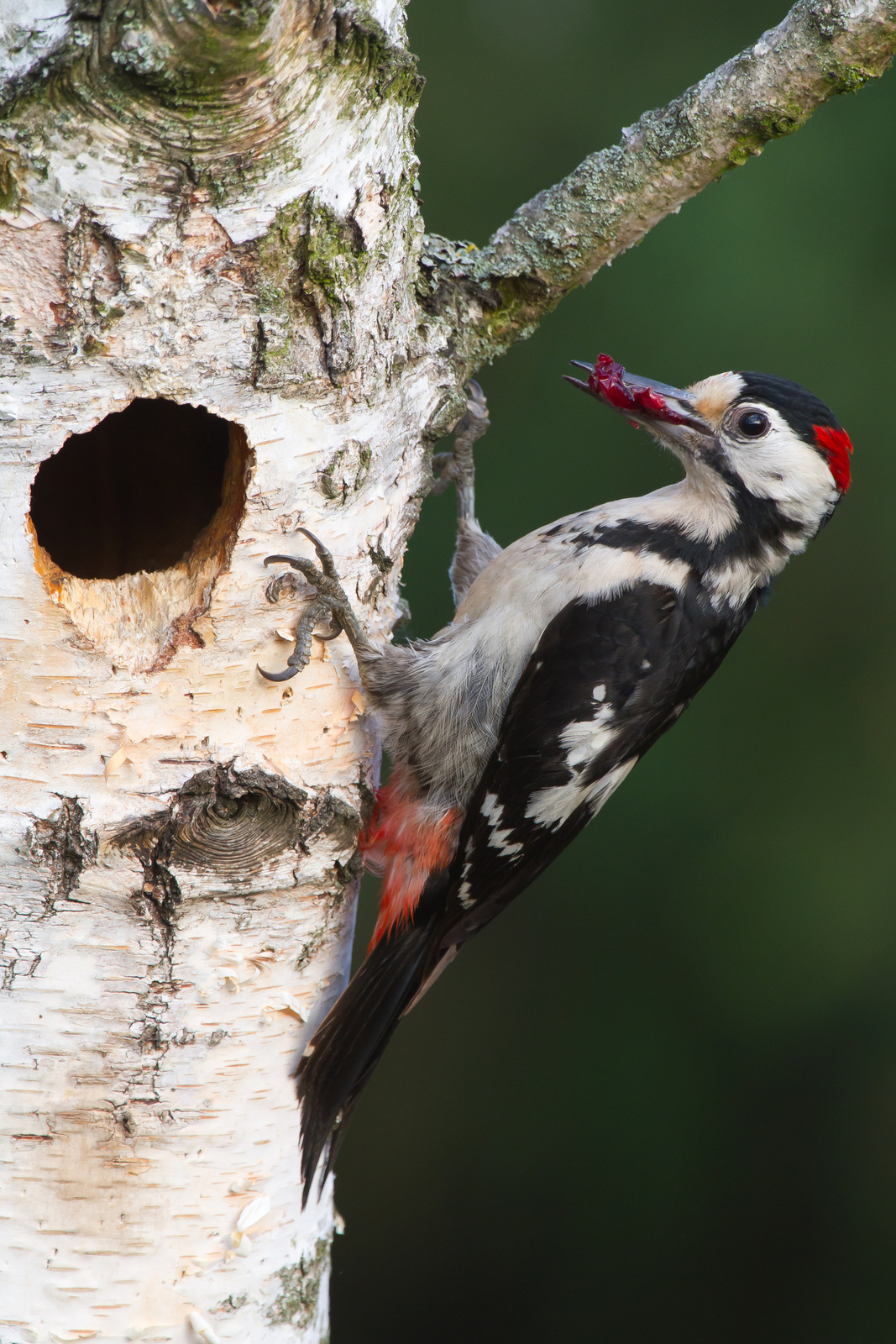 Syrian woodpecker 04