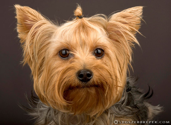 yorkshire-terrier-hajgumival-kep