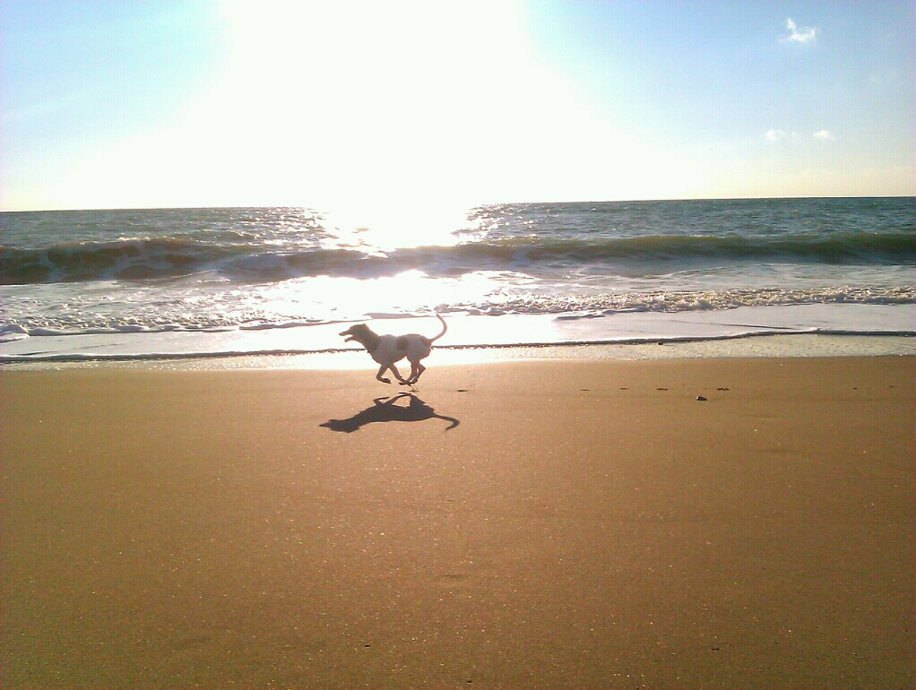 kutya a parton