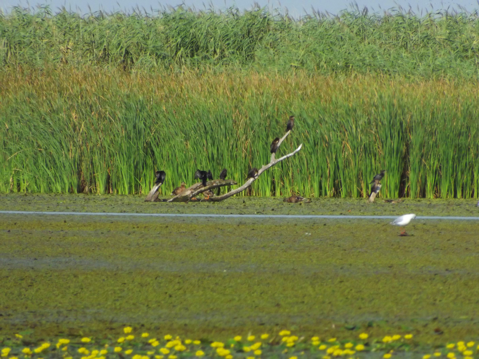 Tisza-tó (7)