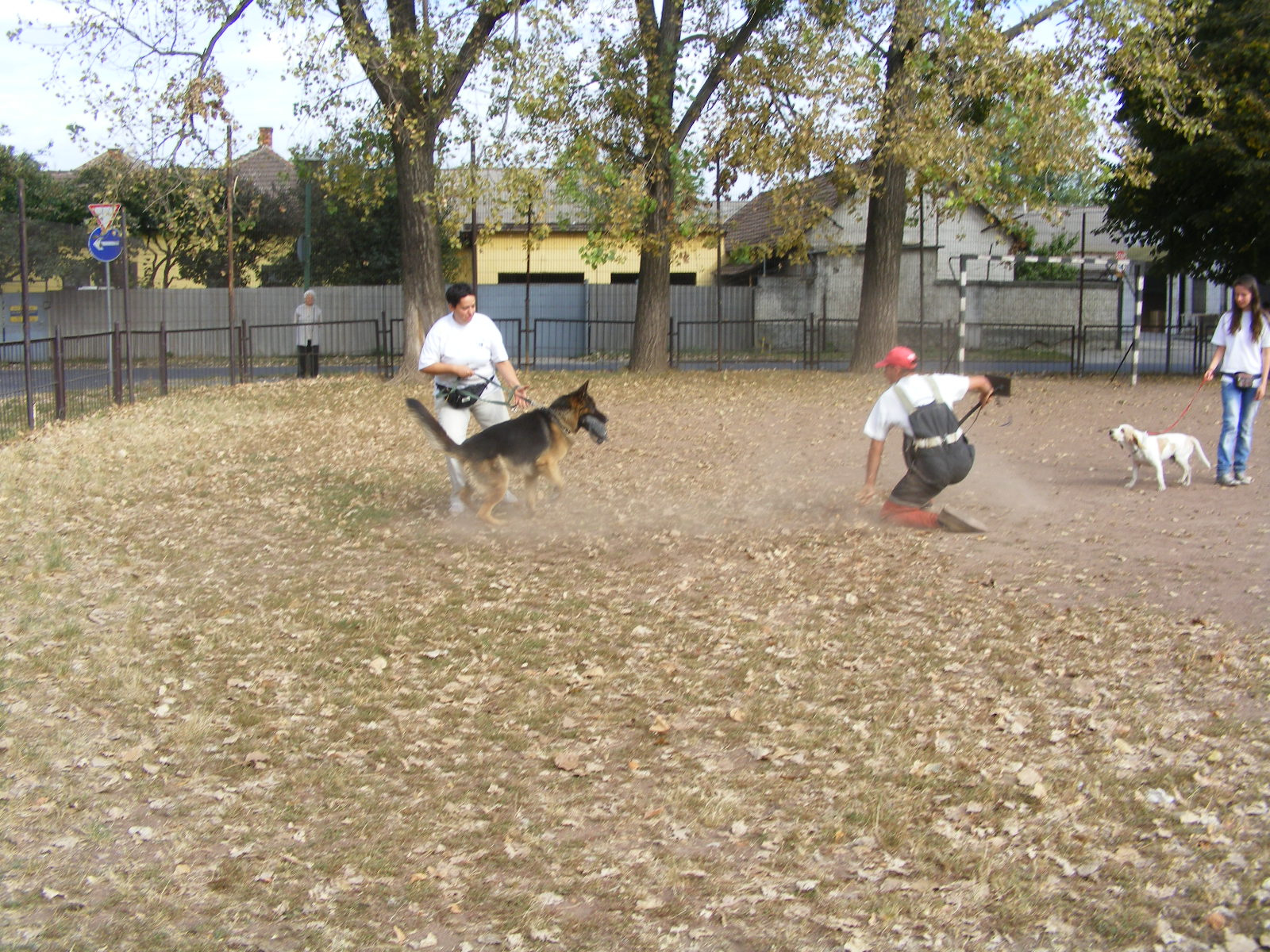 KUTYÁK 20111004 077