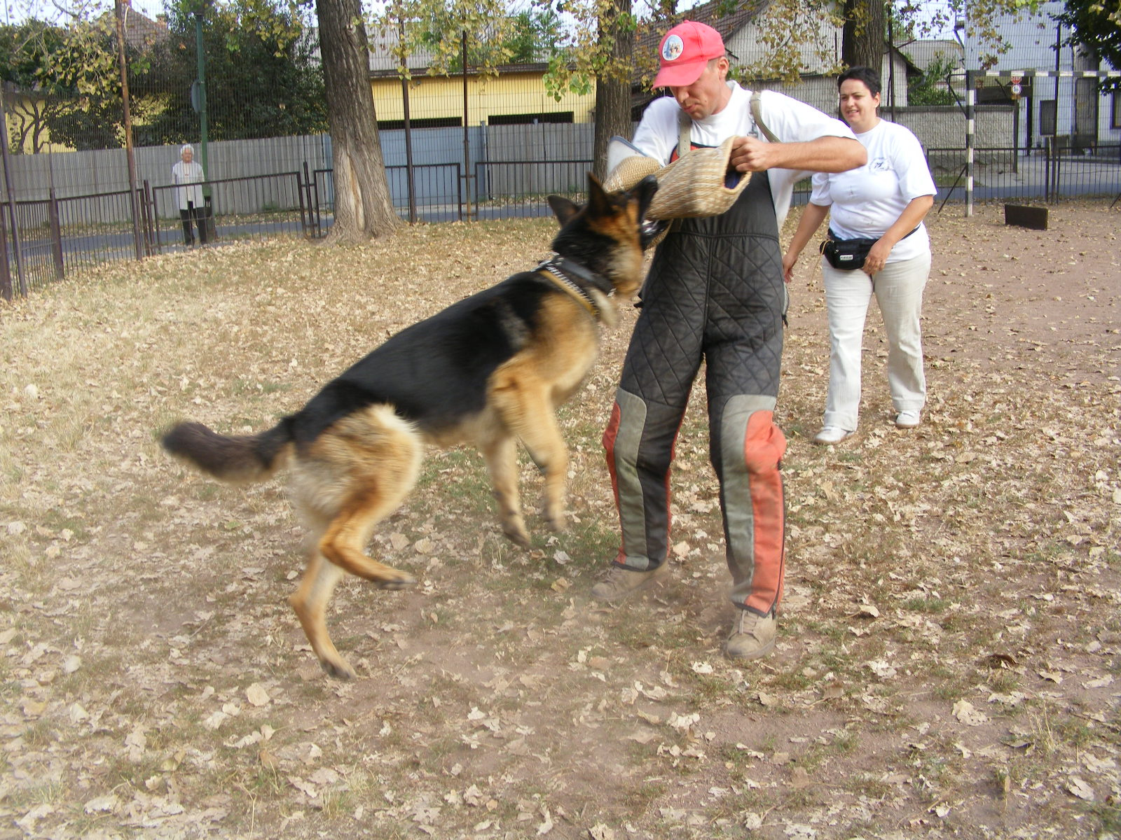 KUTYÁK 20111004 080