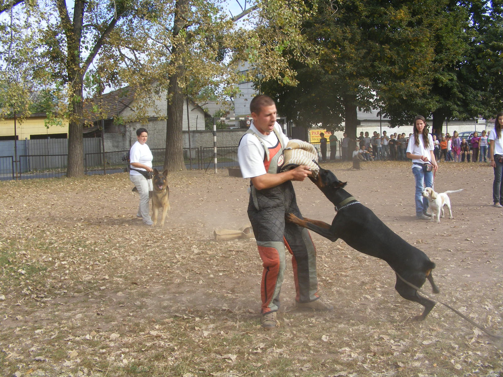 KUTYÁK 20111004 082