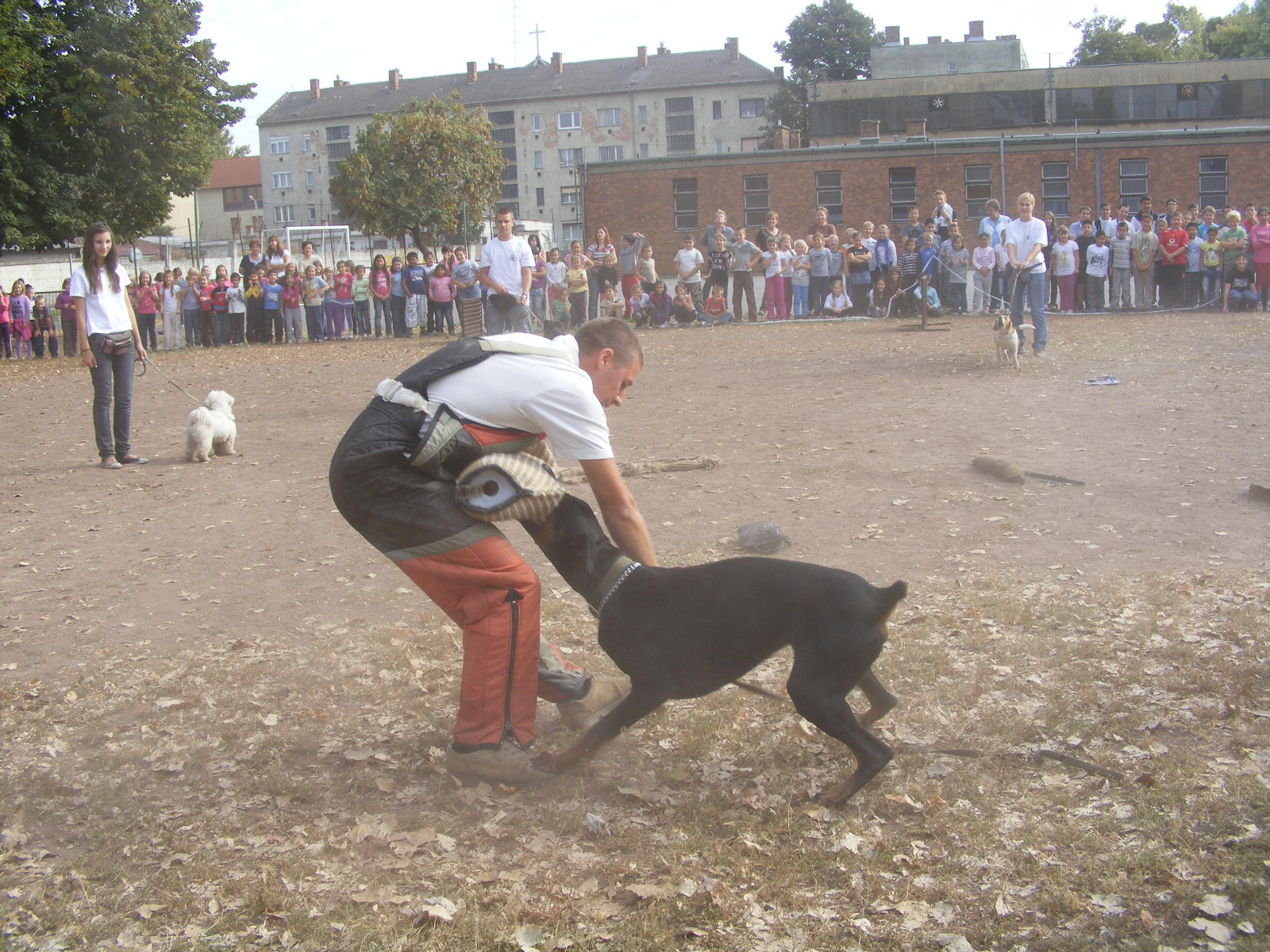 KUTYÁK 20111004 083