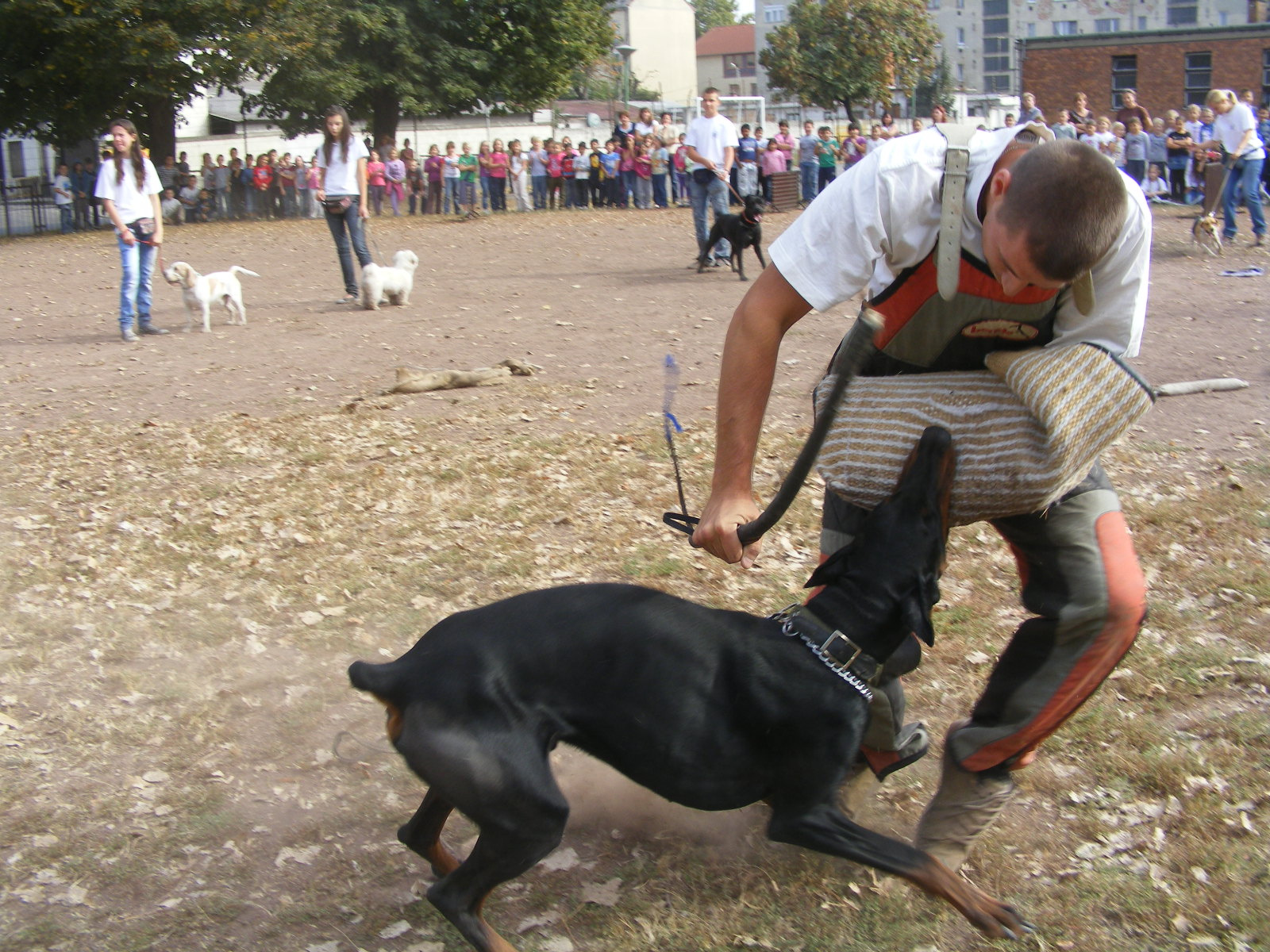 KUTYÁK 20111004 085