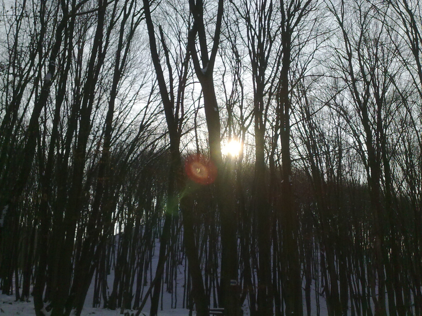 A Nap a fák között
