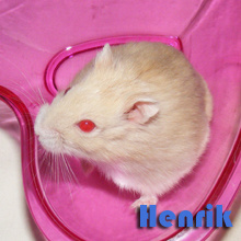 henrik