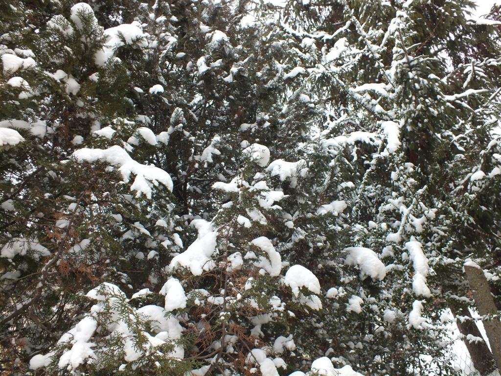 havas fák