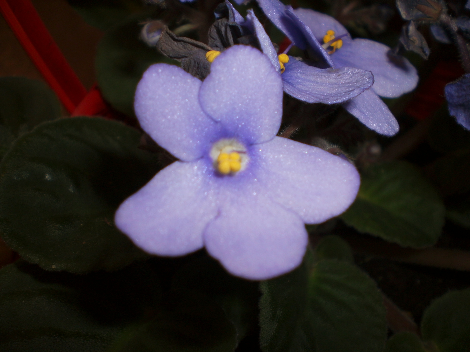 Purple flower