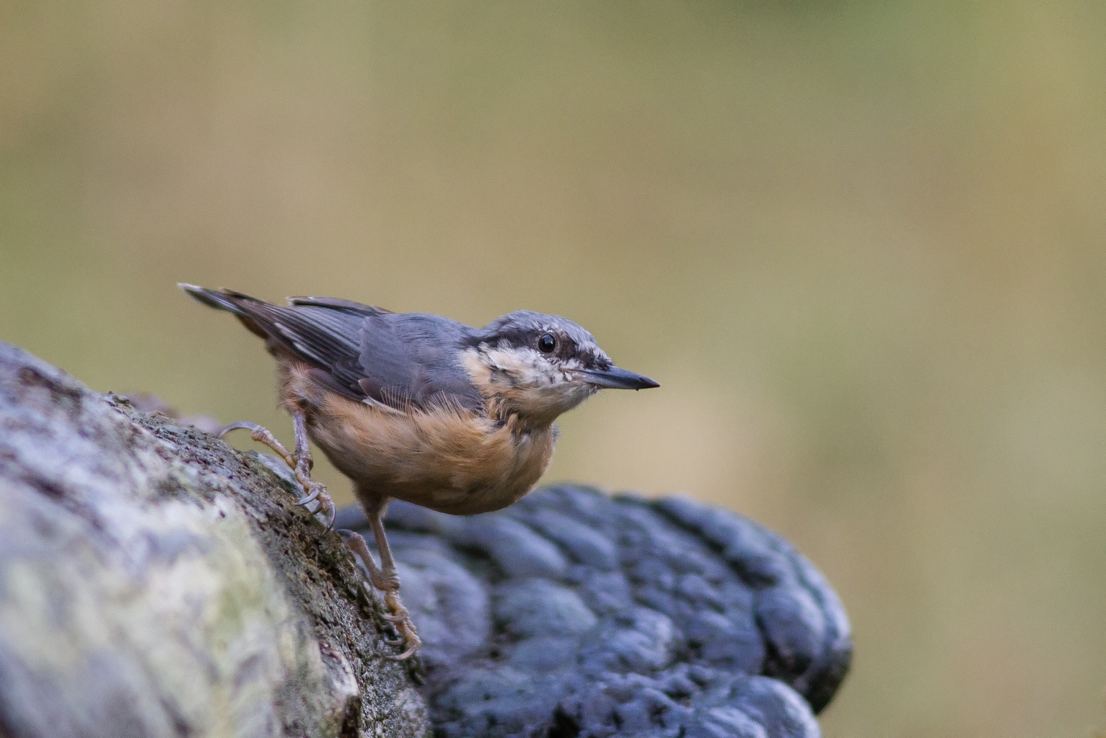 Csuszka (Sitta europaea)