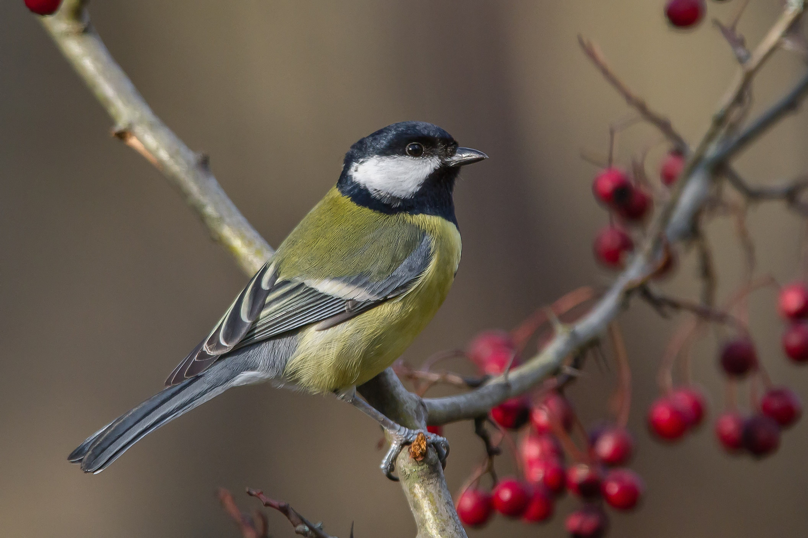 Széncinege (Parus major)