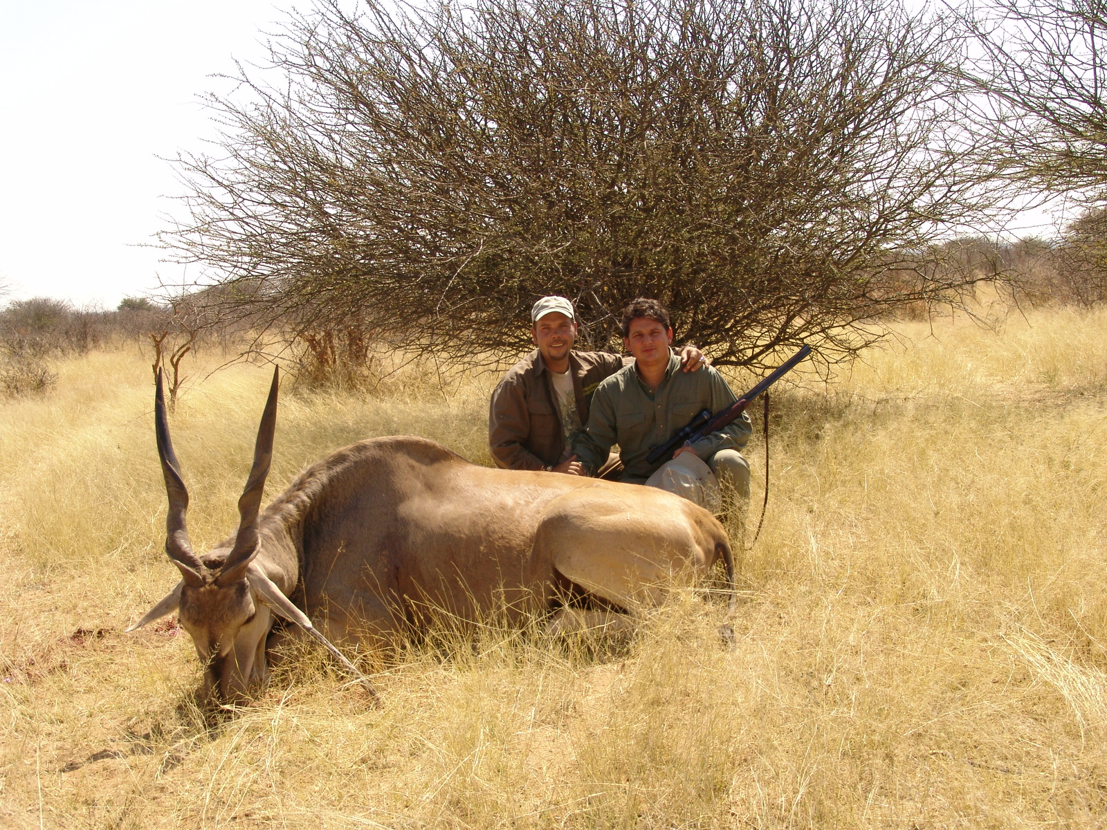 Eland - Jávorantilop Namibia