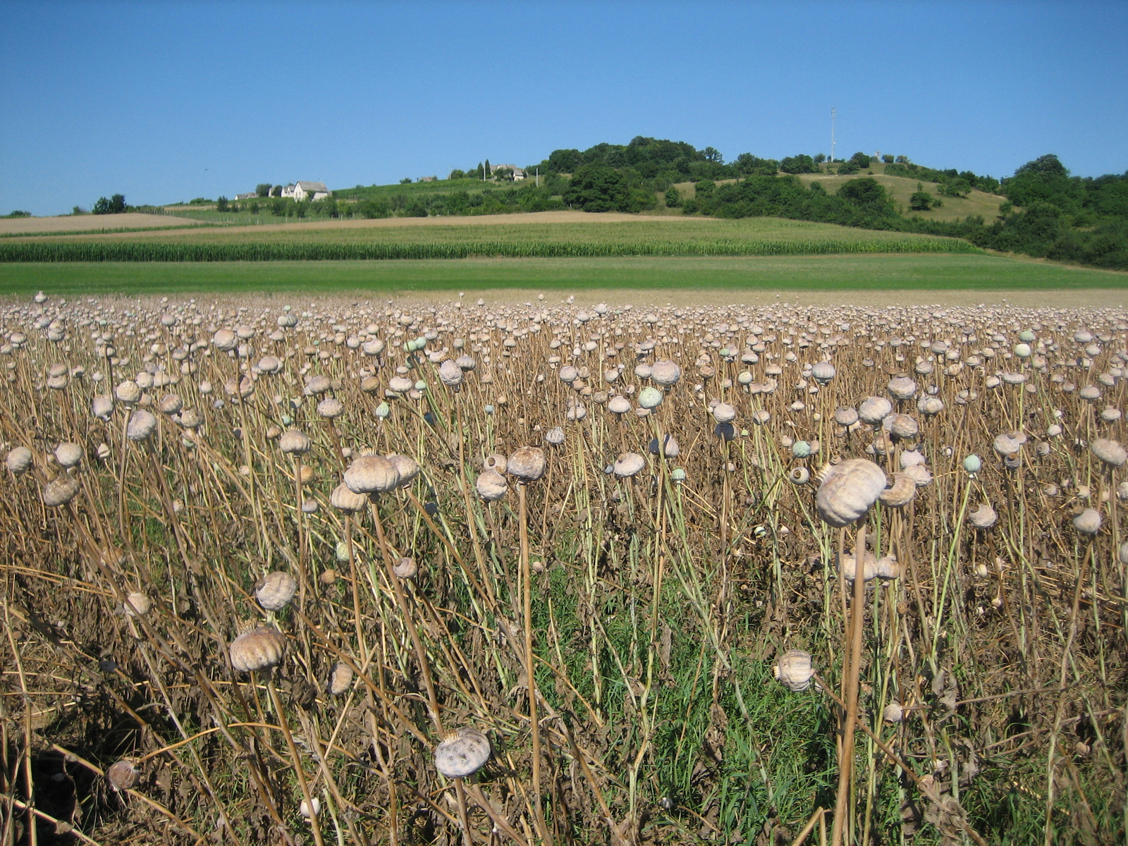 máktermesztés Biró módra 015