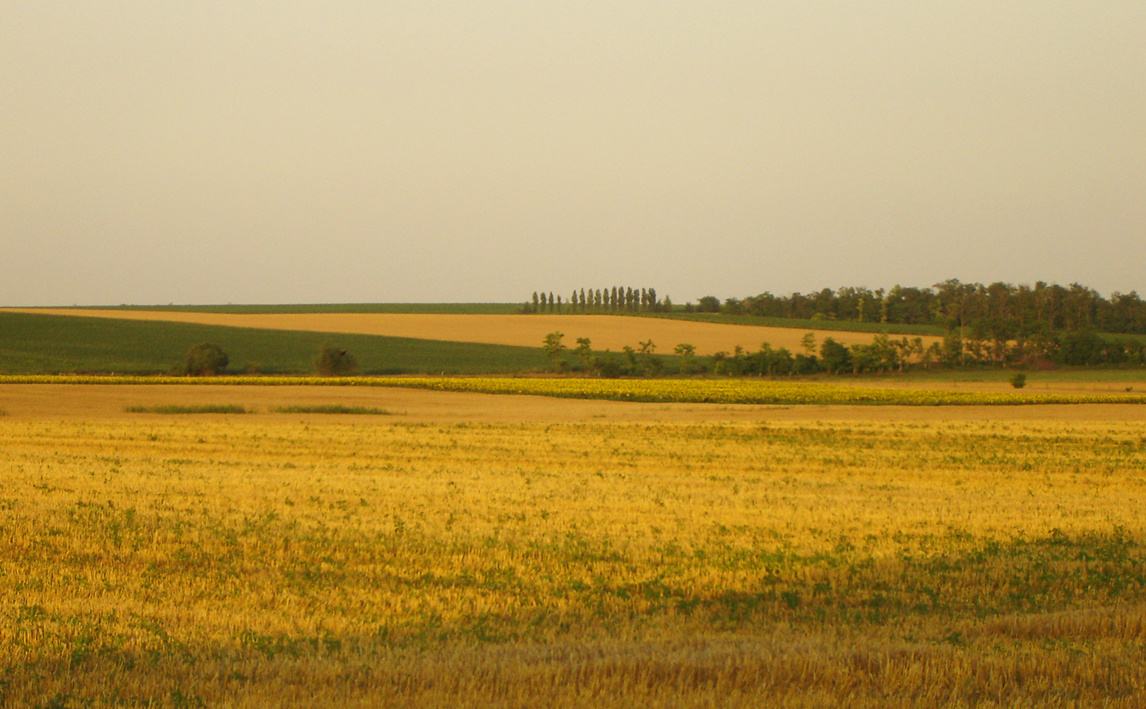 A sárguló határ