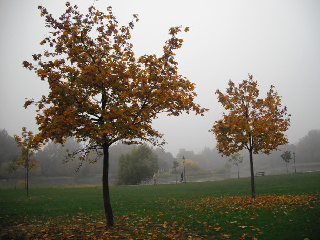 Ködös délután a parkban