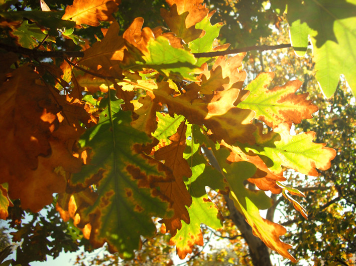 Levelek őszi színekben