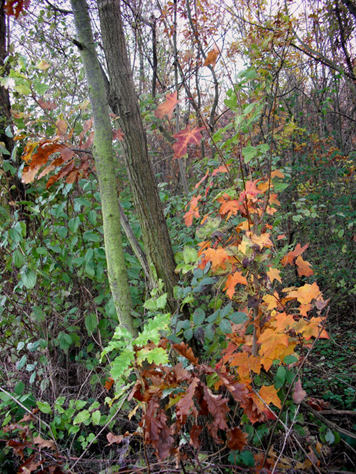 A novemberi erdőben