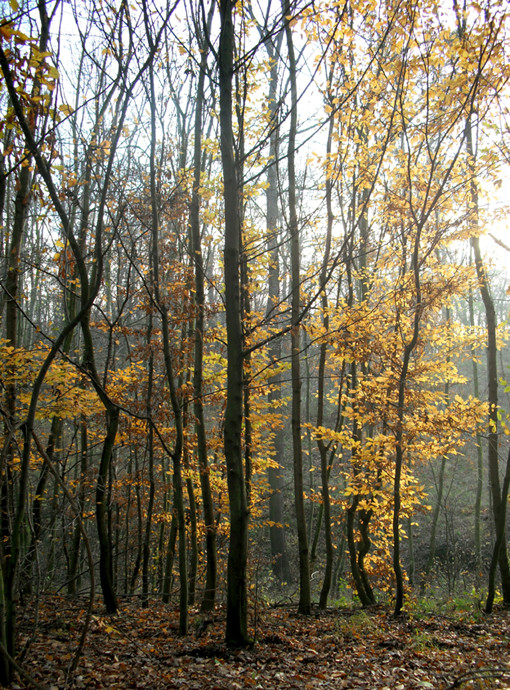 A novemberi erdőben 2