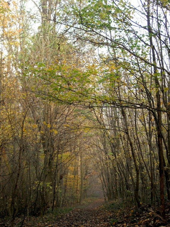 A novemberi erdőben 4