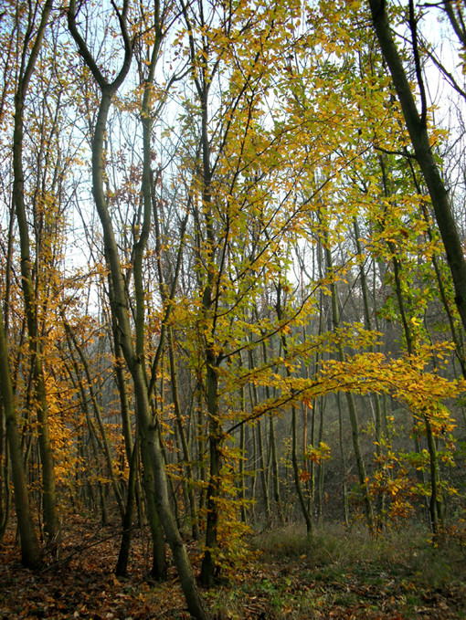 A novemberi erdőben 5