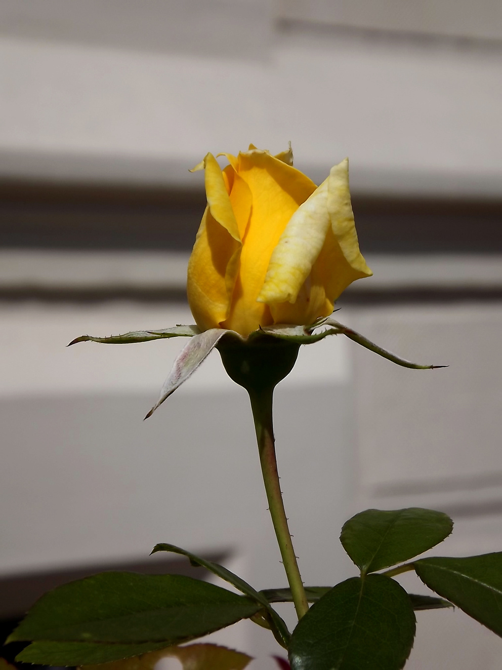 Sárga rózsa 8