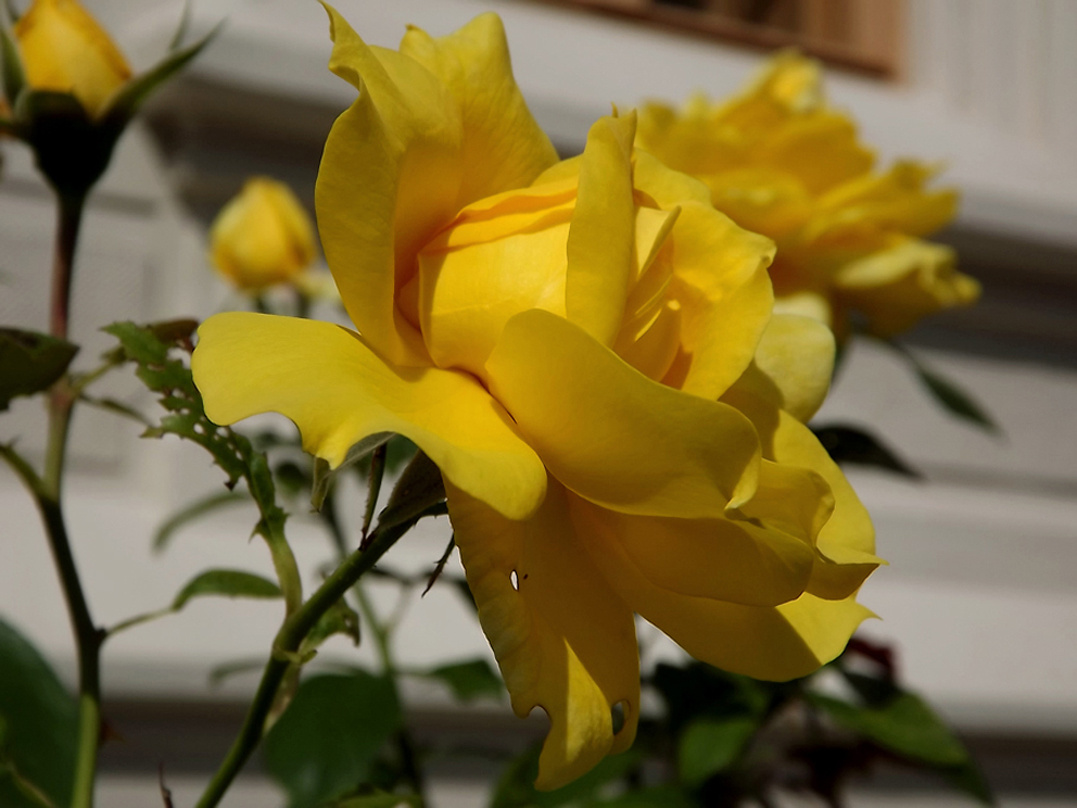 Sárga rózsa 10