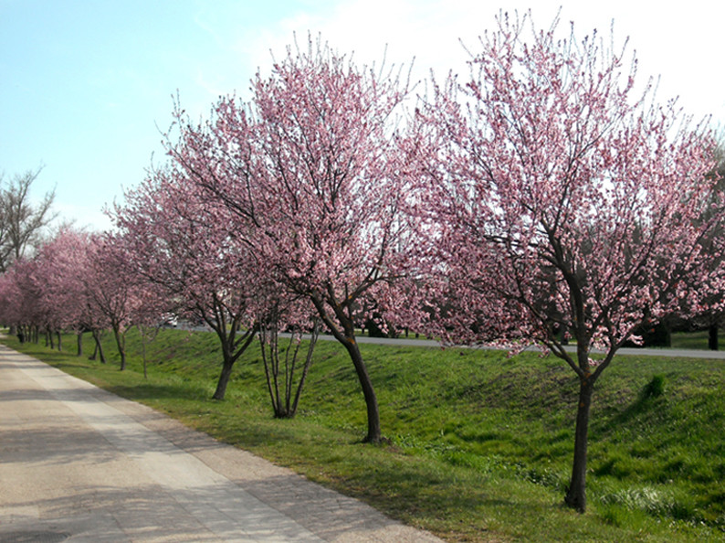 Virágzó fák az út mentén 1