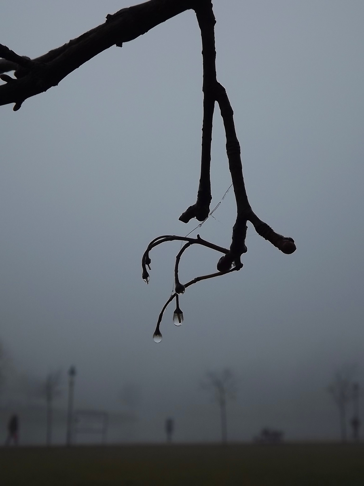 Ködös tópart 29
