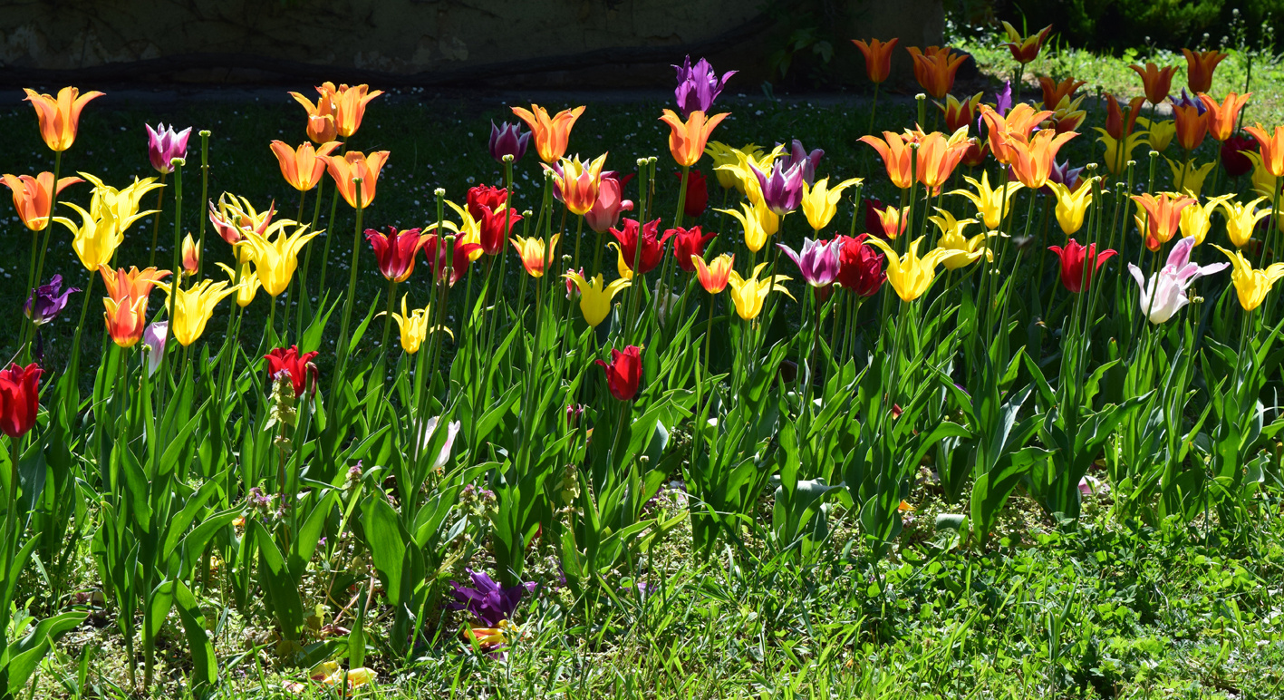 Napozó tulipánok