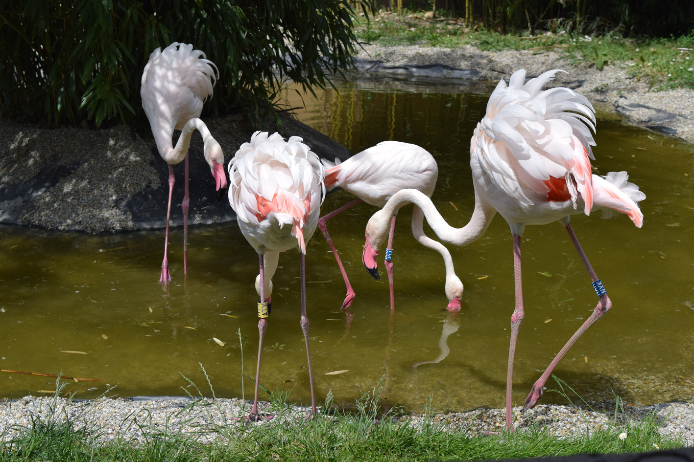 Flamingók veszekedés után