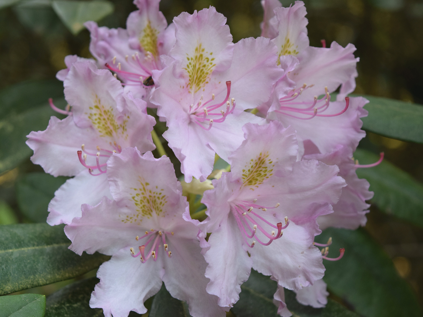 Rododendron virágzásban 4