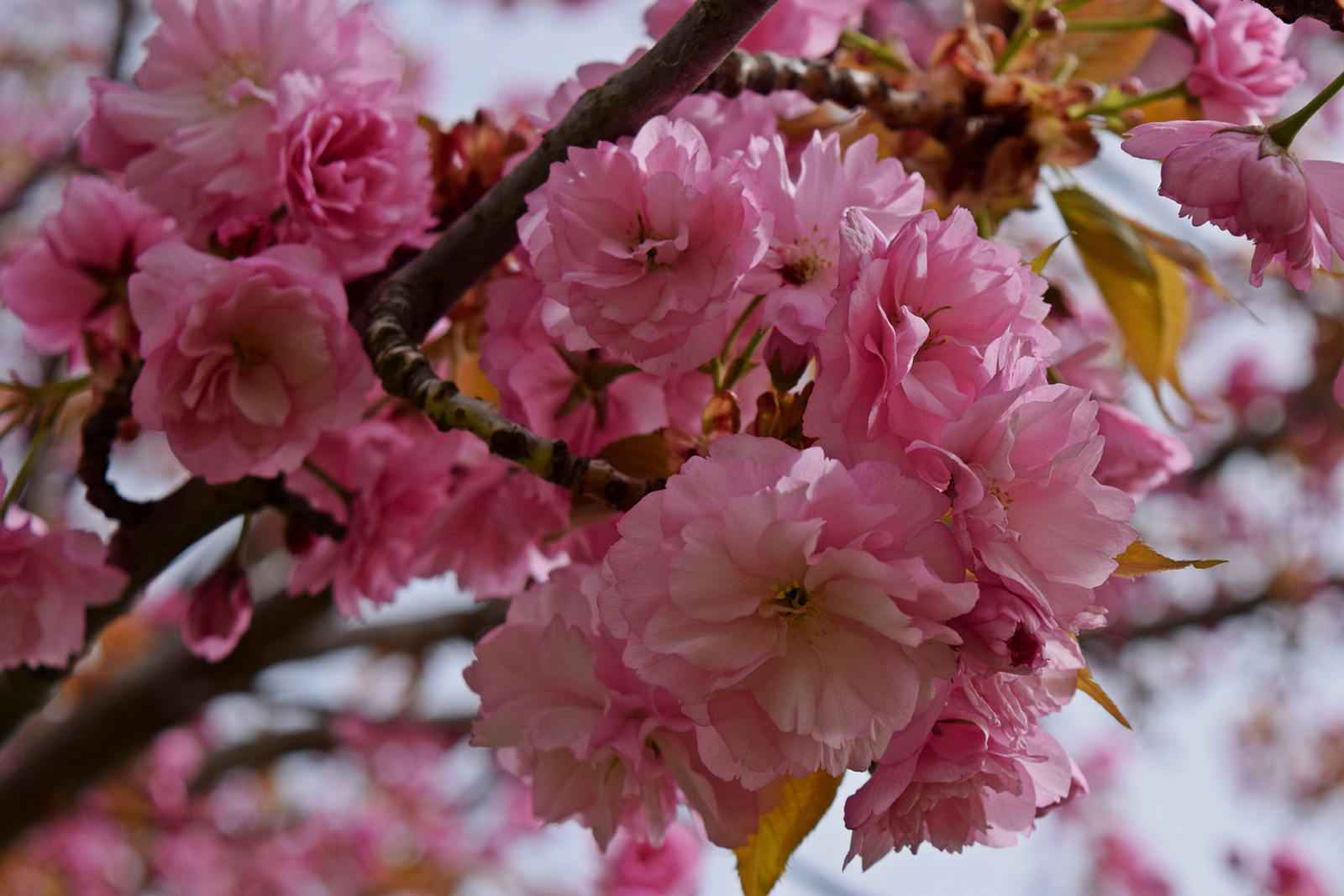Japán díszcseresznye virága