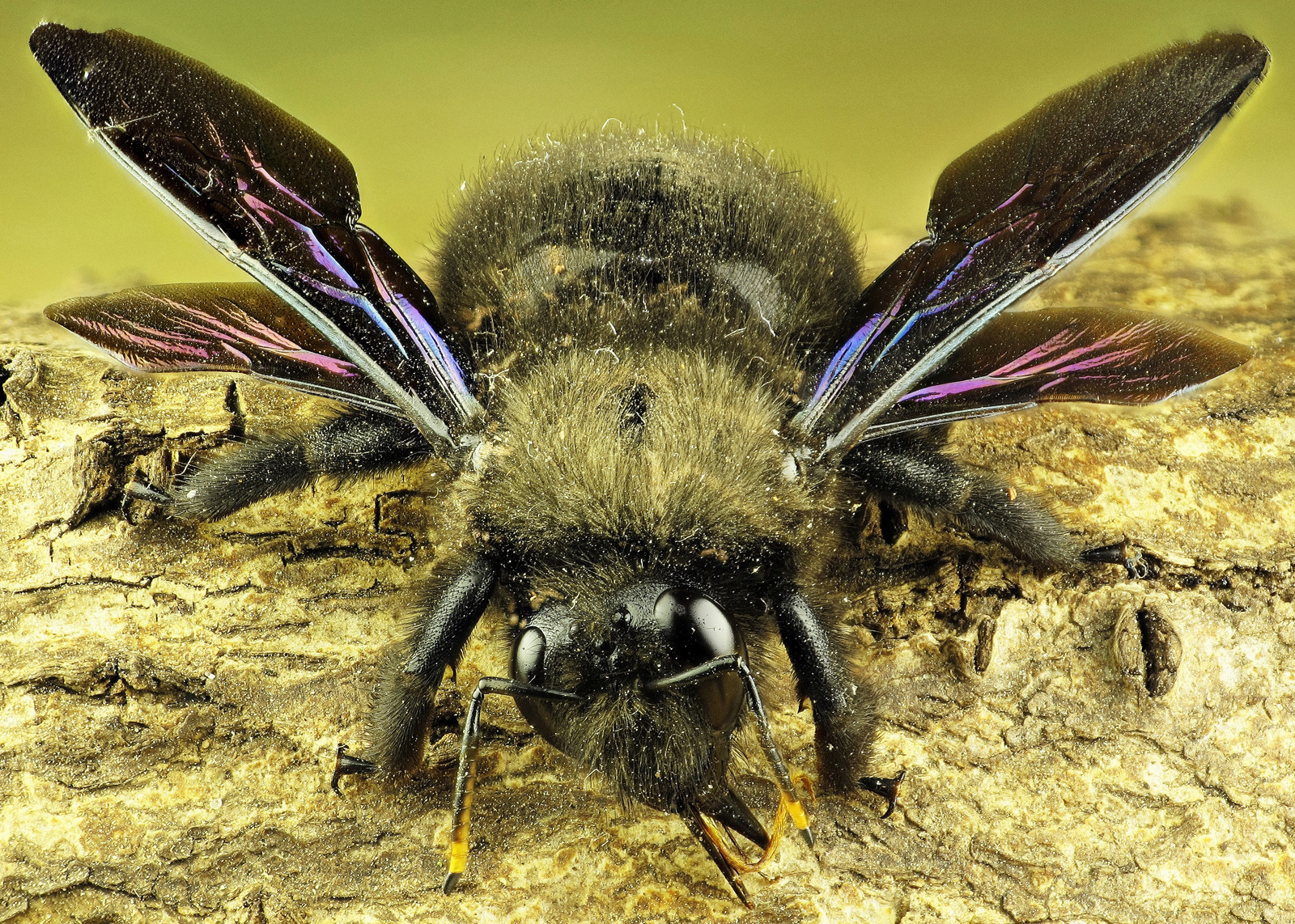 Kék fadongó (Xylocopa violacea)