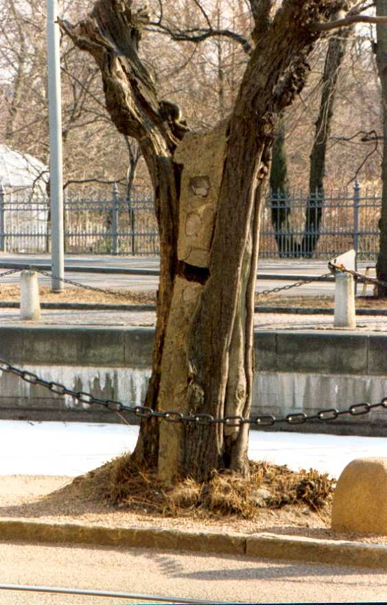 Wood+Concrete = a tree