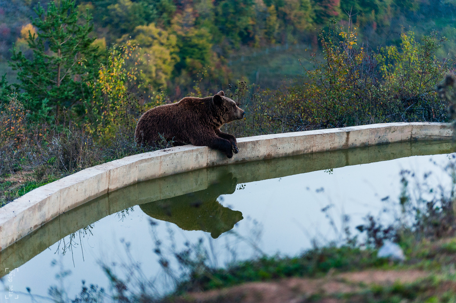 Medve a pristinai Bear Sanctuary-ban