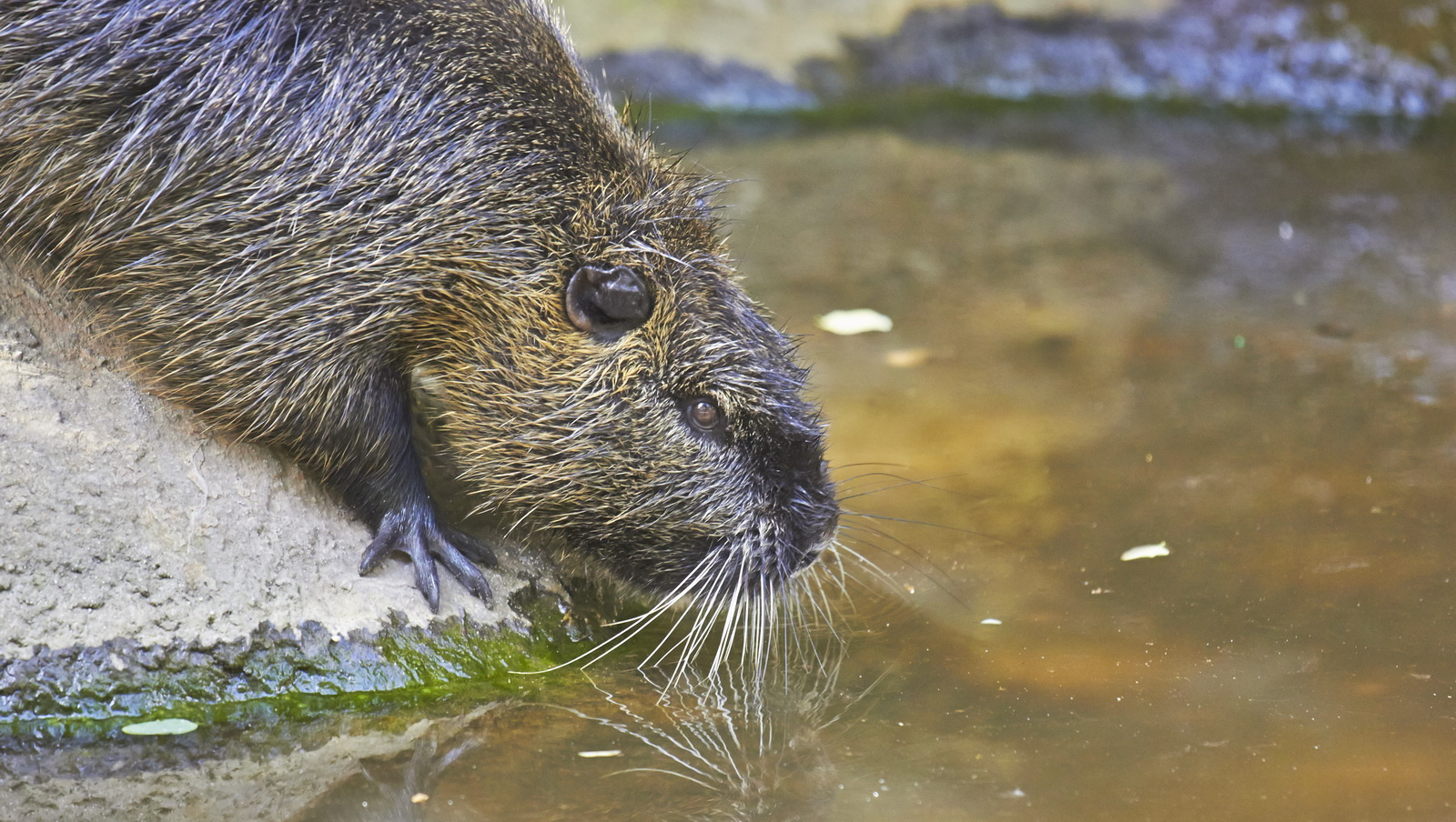 Nutria