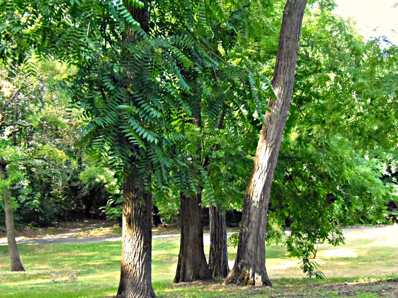 Debrecen Nagyerdő