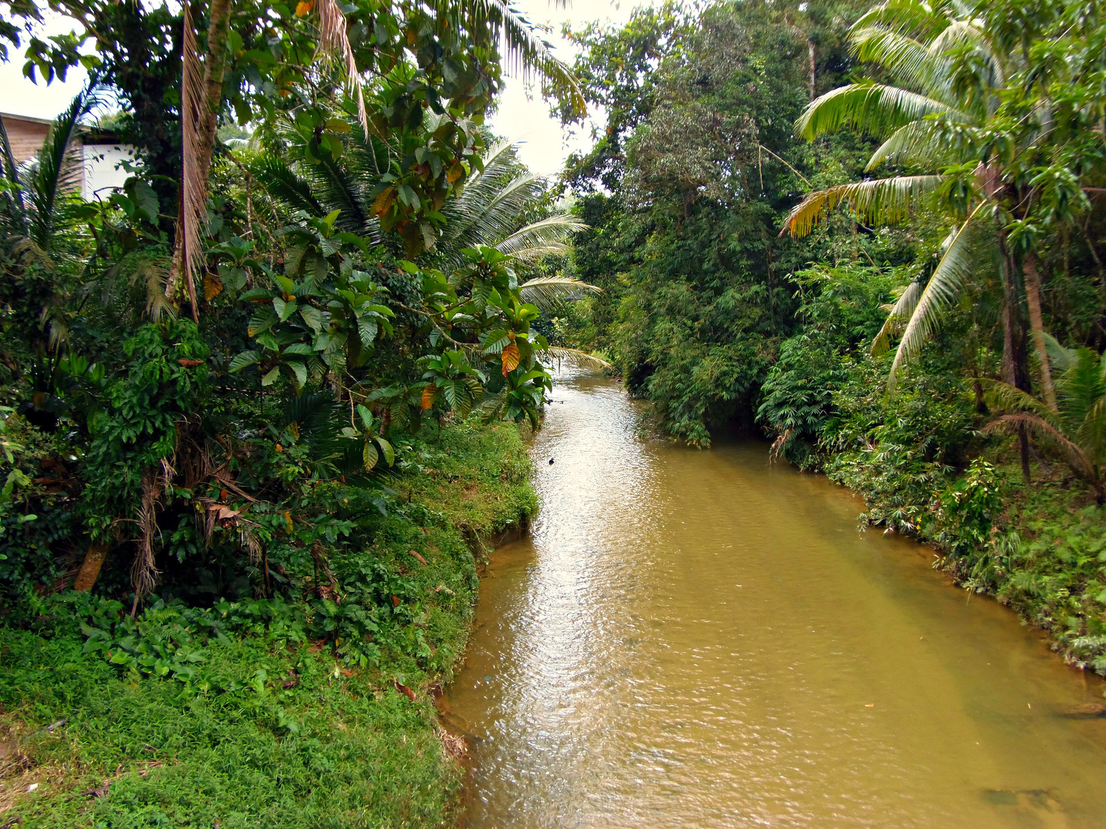 Borneoi őserdő